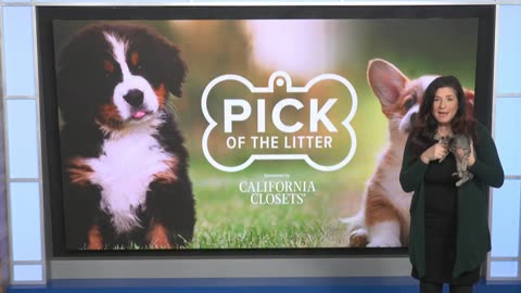 Pick of the Litter: Meet Josie the kitten and Girly, an 8-year-old pup