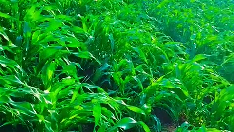 Corn cultivation in Sudan