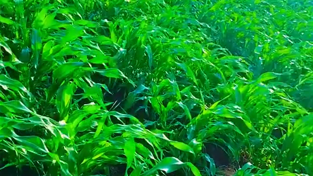 Corn cultivation in Sudan