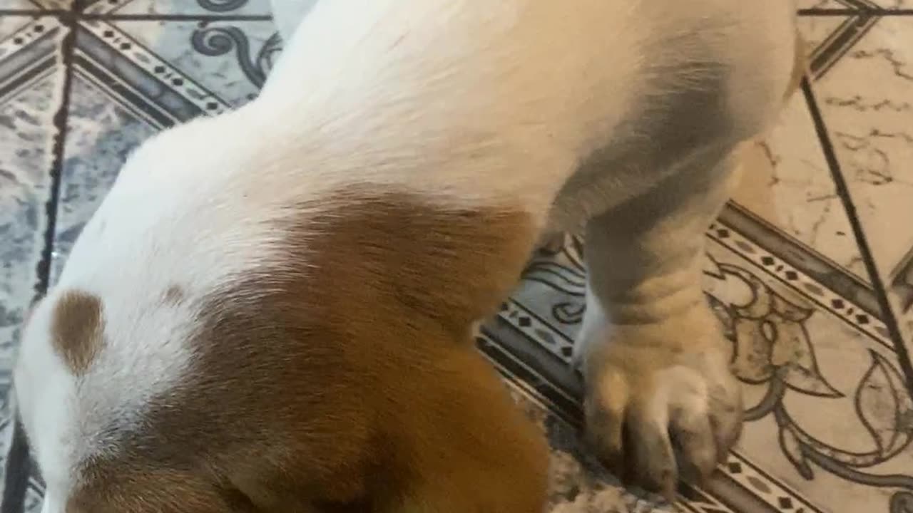 Basset Hound Chomps On Long Ear