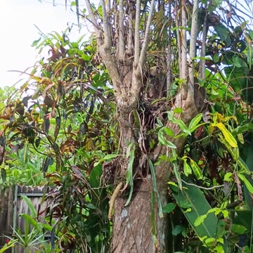 1.1.2025 Sounds of Kuranda