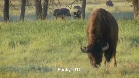 Amazing Scene of Wild Animals❤