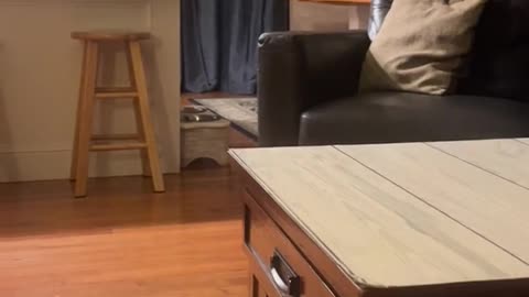 😱🤔 Paranormal Activity or Just Silly Behavior? | TheHauntingHour