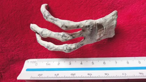 ✋🤯 Dissection of Detached 60cm Alien Hand – Shocking Findings! | TheTruthAbove