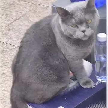 A pet hospital with love