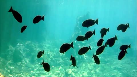 Sailing Schipperkes step and swim on the equator in Raja Ampat Indonesia