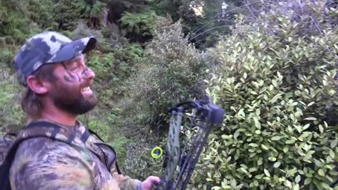 Bow hunting roaring stags