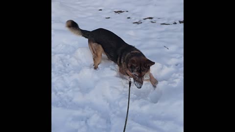 Virgil german shepherd.