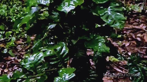 Raindrop Orchestra: Unearthing Jungle Leaf Percussion for Deep Sleep | Dec 2025