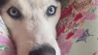 😂🐕 You’ll Never Get Personal Space With a Husky! | FunFM