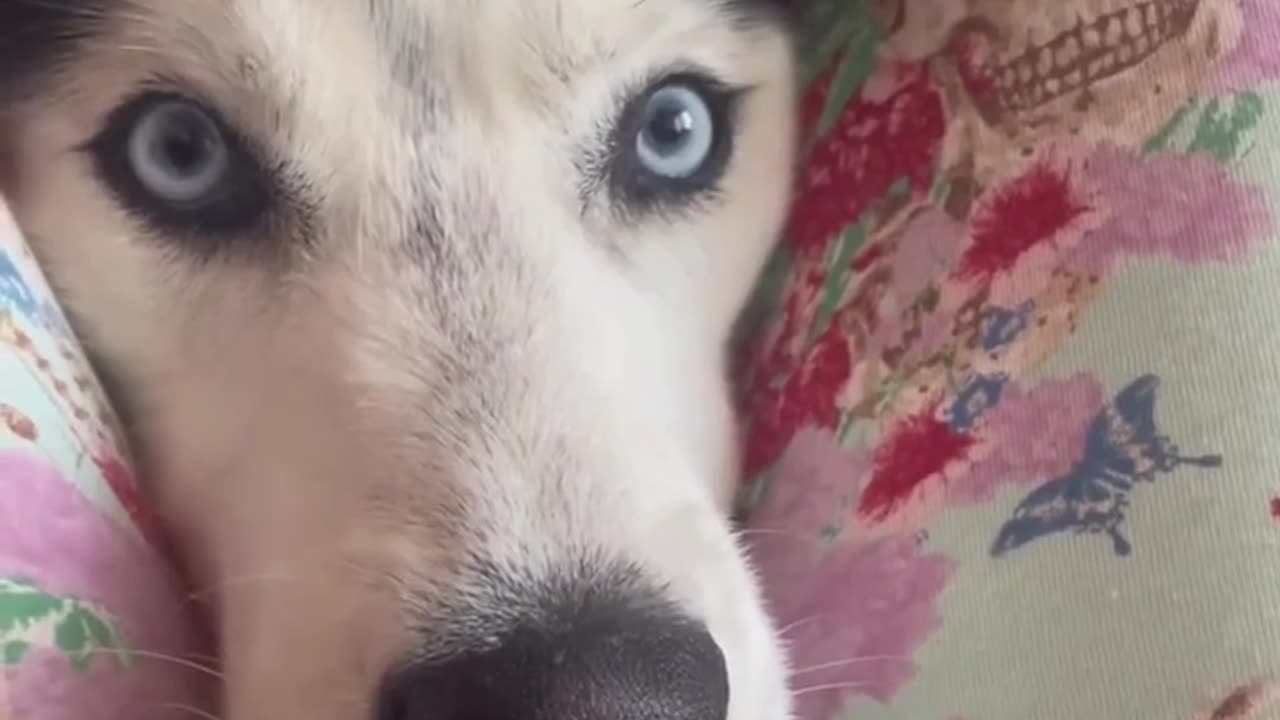 😂🐕 You’ll Never Get Personal Space With a Husky! | FunFM