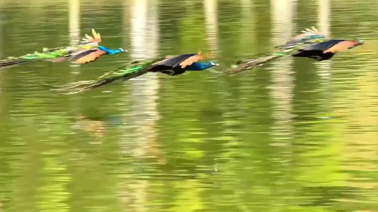 🌊🦚 Peacocks Flying Over the Sea! | FeedMyCuriosity