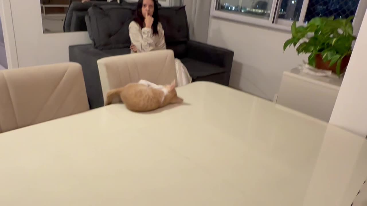 Nothing In The Fridge But A Cat On The Counter