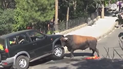 Cow and car