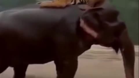 A viral video shows a rare and impressive sight that touched millions of hearts in Indonesia