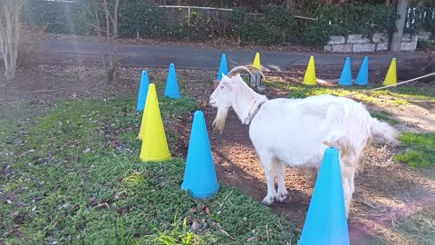 大晦日前の山羊さんの動画