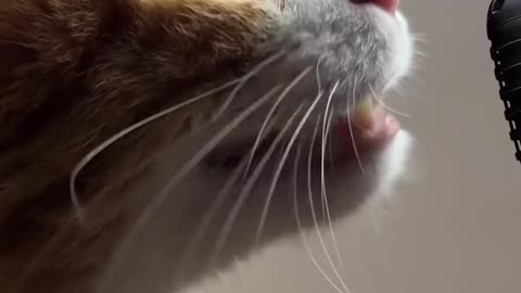 Singing Cat | Meowing
