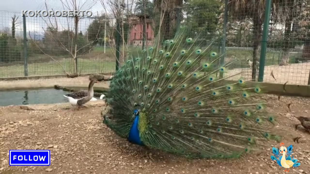 Interesting facts about peacock