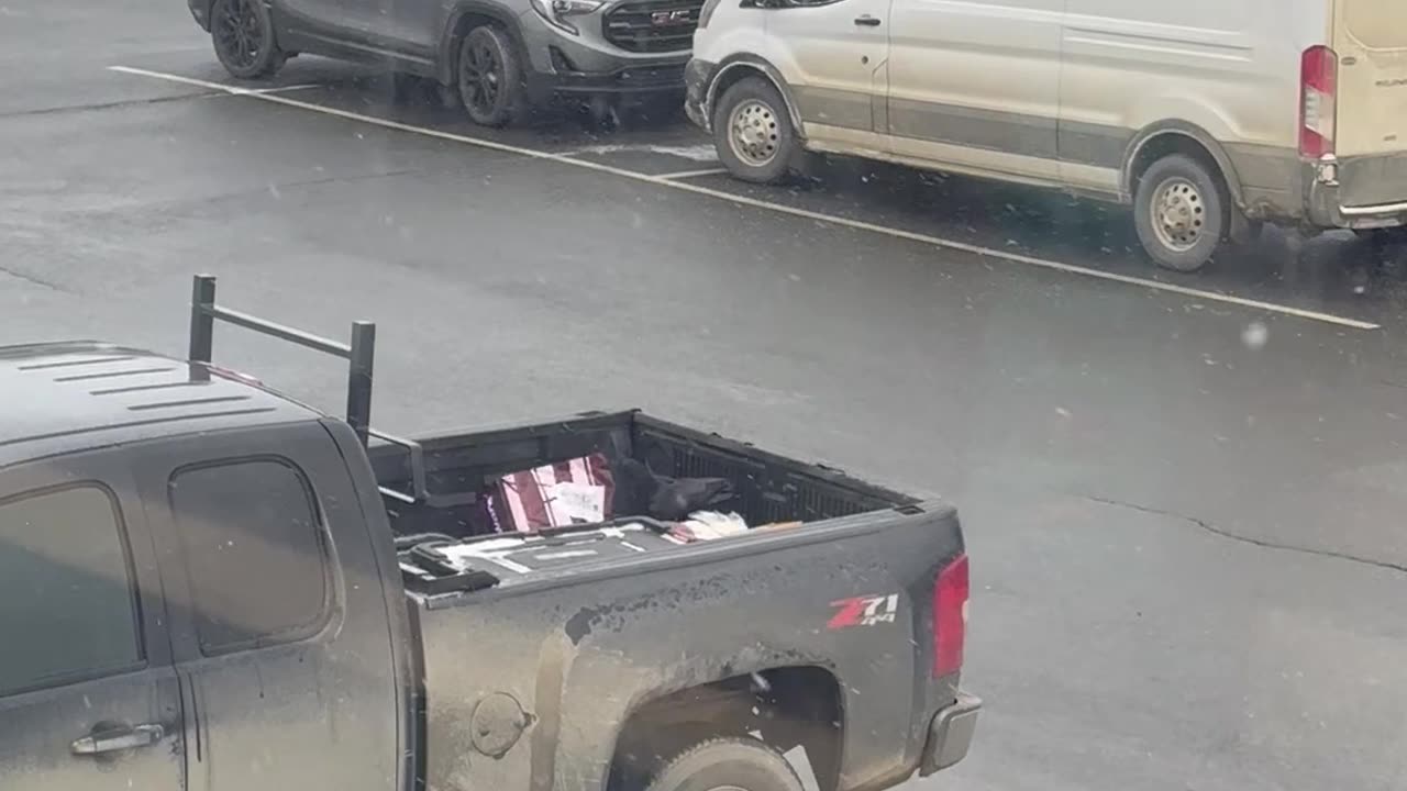 Bird Takes Egg From Truck Bed