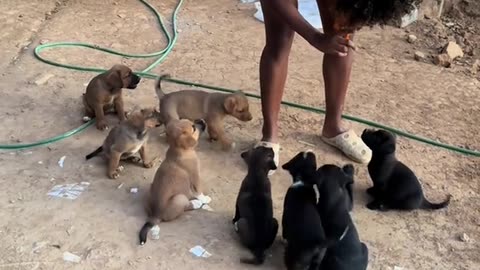 A little bit of the story of when I found 8 very expensive puppies on the street