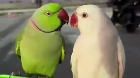 Funny Birds