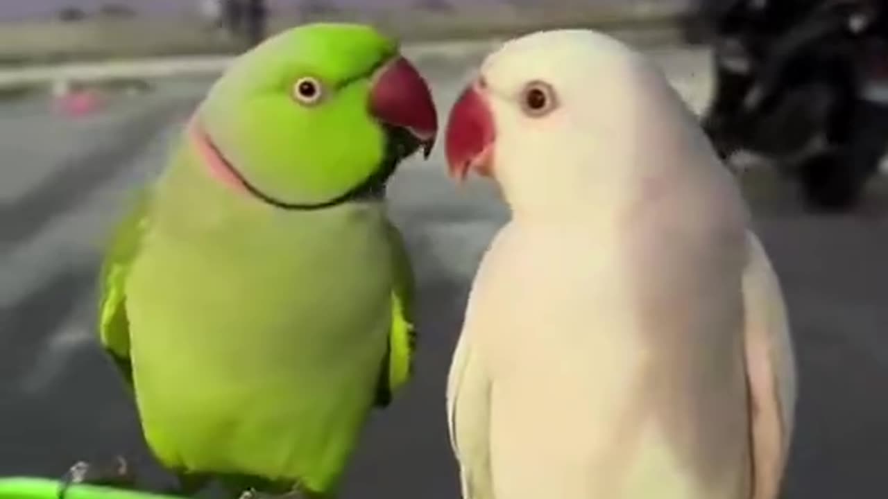 Funny Birds