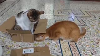 🤔🐶 What Are They Thinking??? | FunFM