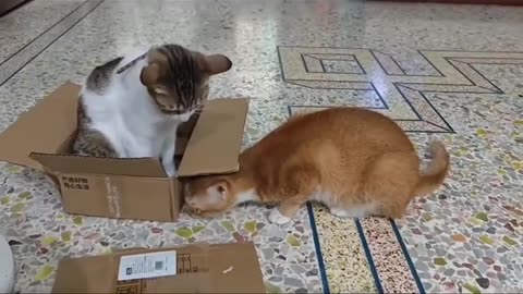 🤔🐶 What Are They Thinking??? | FunFM