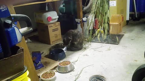 Rose getting a drink 01