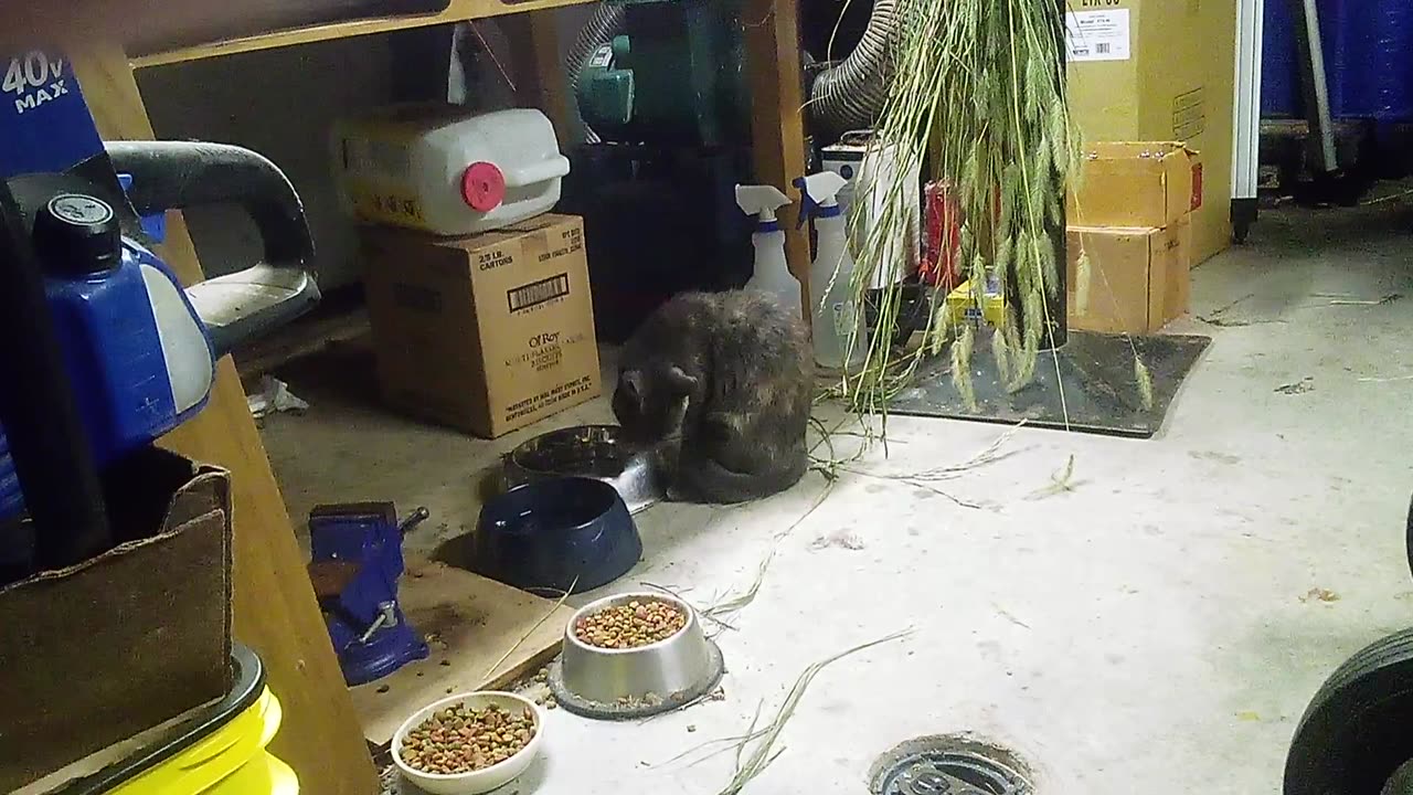 Rose getting a drink 01