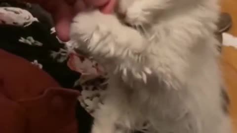 😮🐱 See What a 29-Year-Old Cat Looks Like! | FeedMyCuriosity
