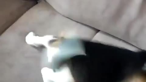 How To Wake A Puppy