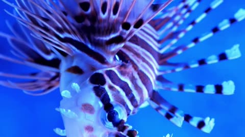 Lionfish facts #ocean #nature #wildlife