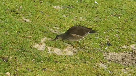 Moorhen’s Delightful Snack Adventure