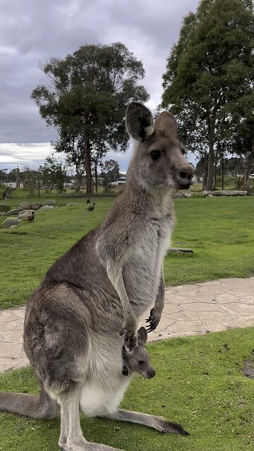 Kangaroos