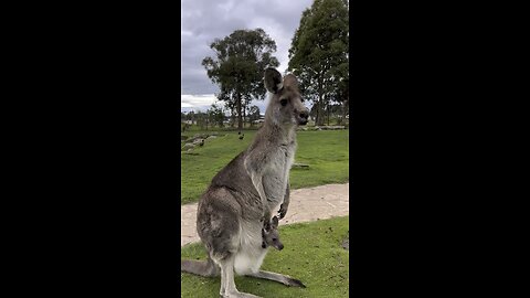 Kangaroos