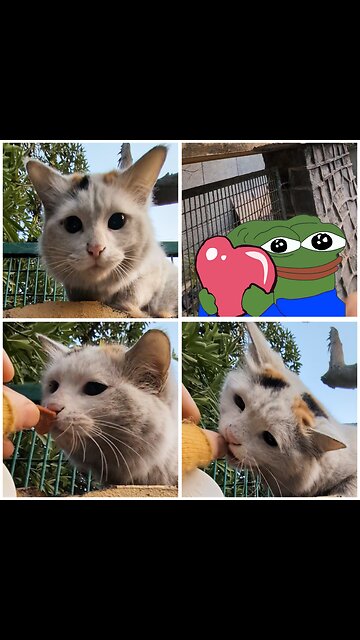 Third cat in Delhi on a wall loves Ducky Hearts