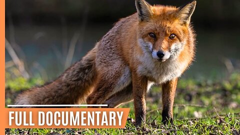 Wildlife in Unexpected Places - Foxes in Urban Environments _ Full Documentary