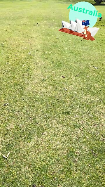 Kangaroos wanna play golf ⛳️