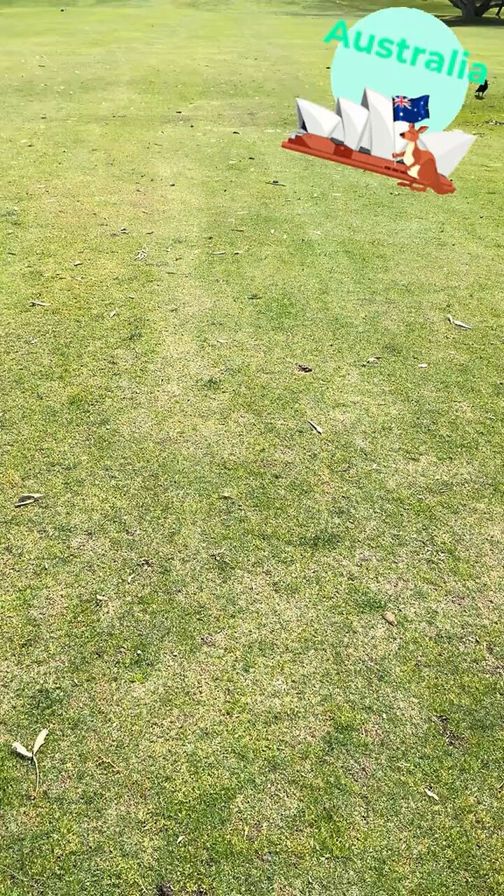 Kangaroos wanna play golf ⛳️