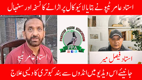 Learn The Best Way To Fly Pigeons In This Video From The Lahore Champion Watch In HD Urdu/Hindi