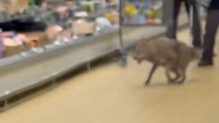 Chillin' Canine: Coyote Chased And Captured In Chicagoland Aldi Grocery Store