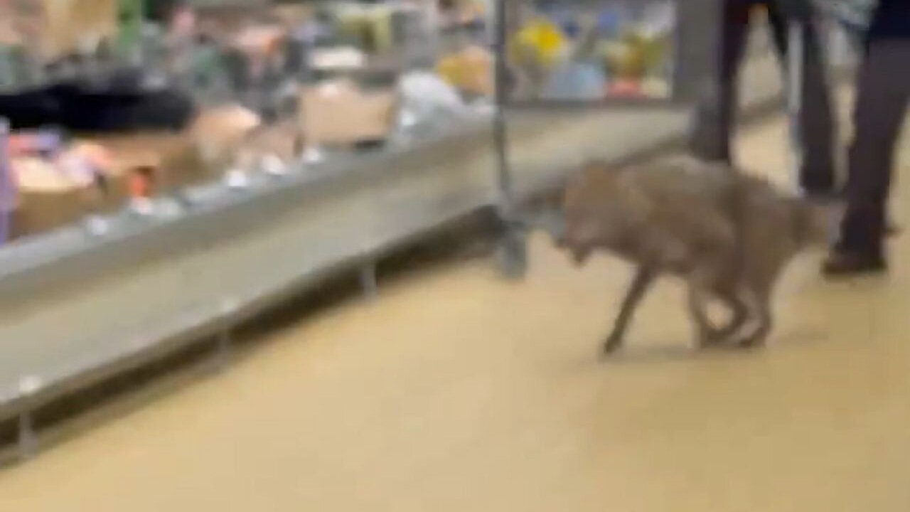 Chillin' Canine: Coyote Chased And Captured In Chicagoland Aldi Grocery Store