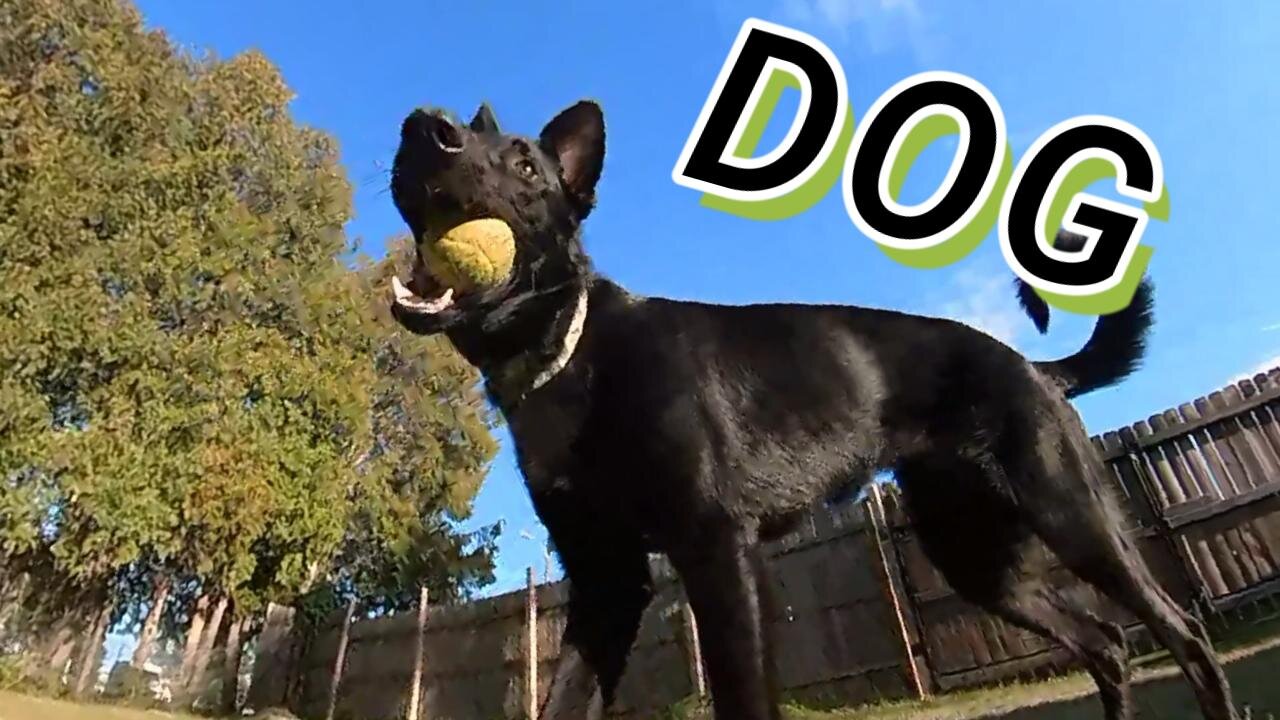 Macy The Black German Shepard Having Some Fun