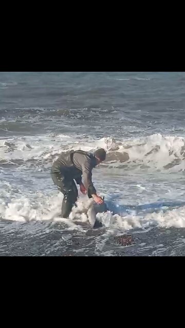 Hombre ruso salva a delfín varado en la orilla