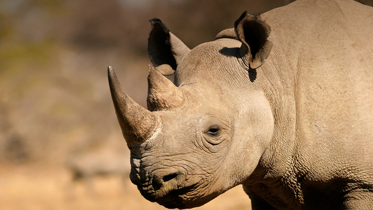 Wild Rhinoceroses Majestic Giants of the Wild