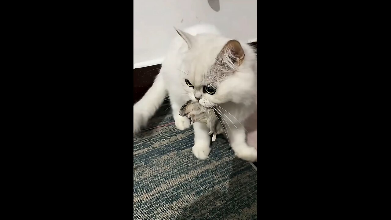 A sterile Cat Adopts A Mouse As Her Baby