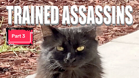 Meet the Trained Assassins... My Cats Are Like Mafia Bosses...