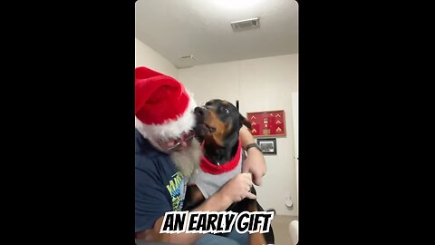Doberman Tries On His Hand-Knitted Rudolph Sweater 🎄🐾 | Extreme Doberman Chaos, I mean Excitement🤣