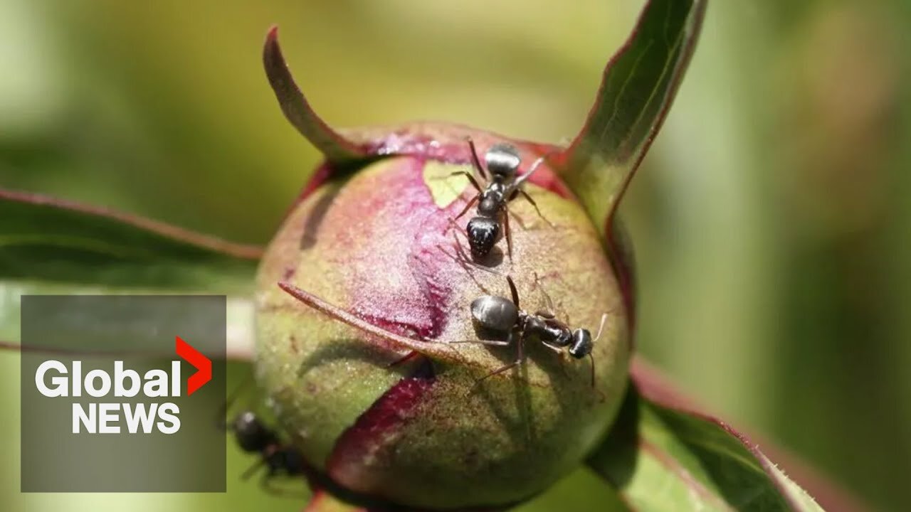 Ants could help find new drugs, scientists say